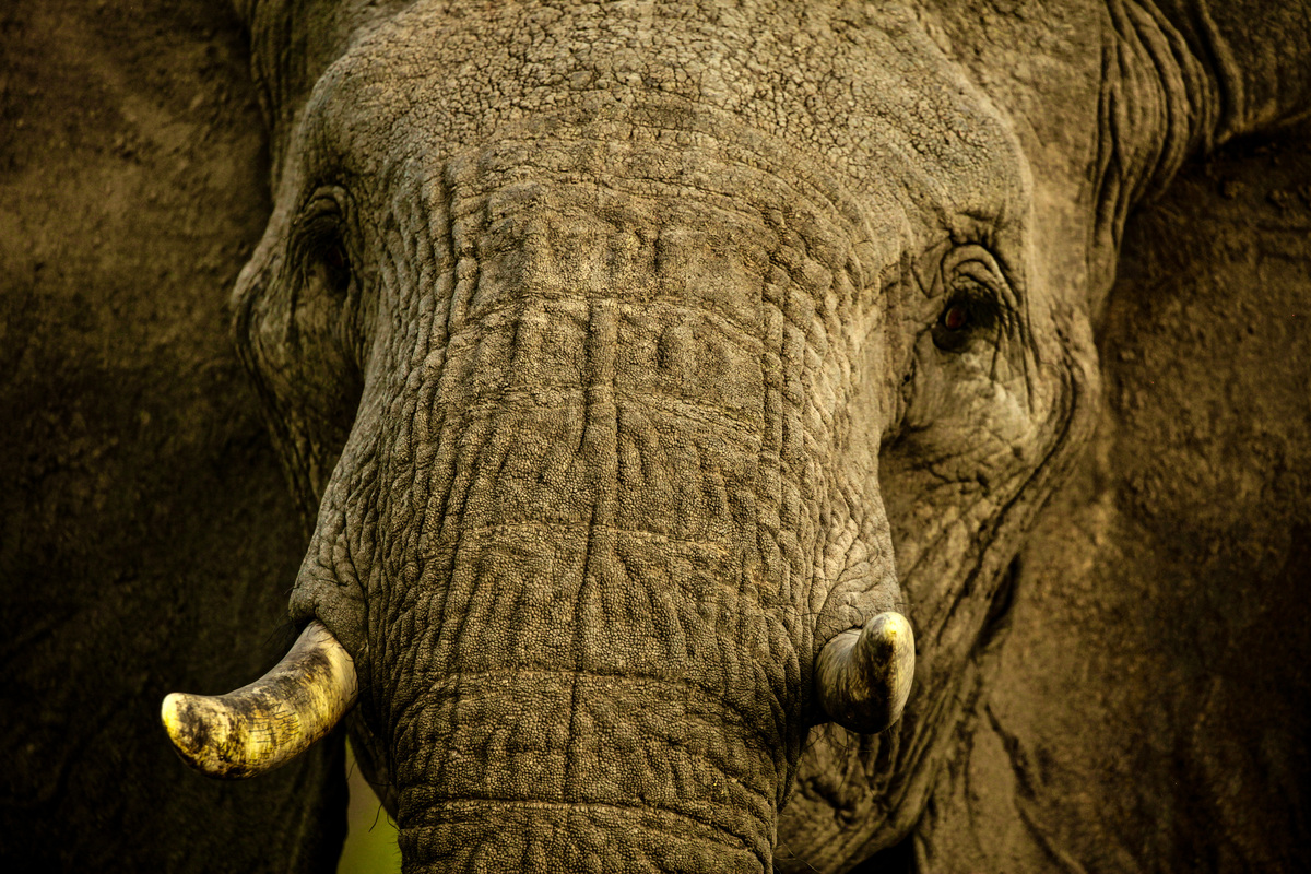Was ihr von Elefanten lernen könnt -Anke Röder
